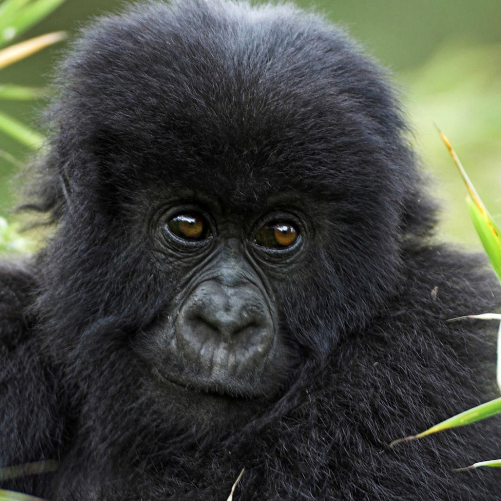 Горилла в траве