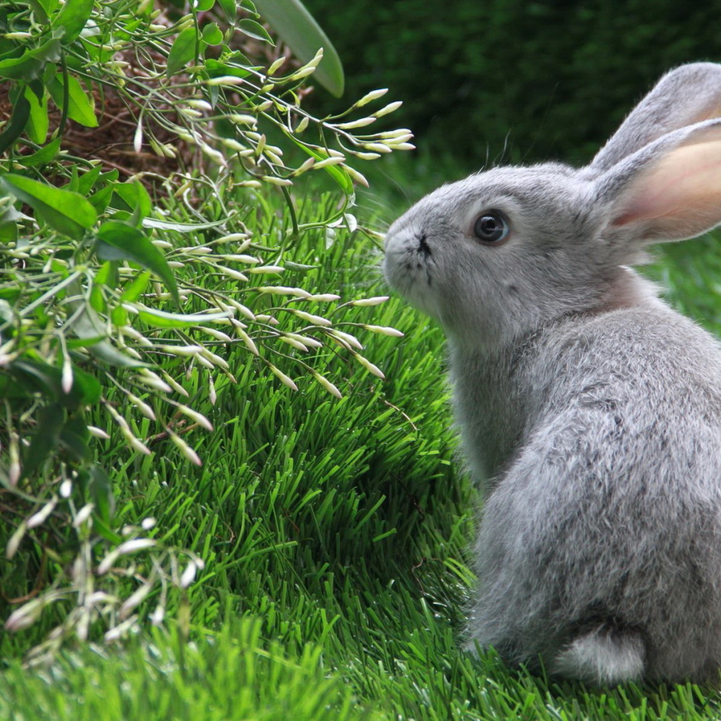 Серый кролик