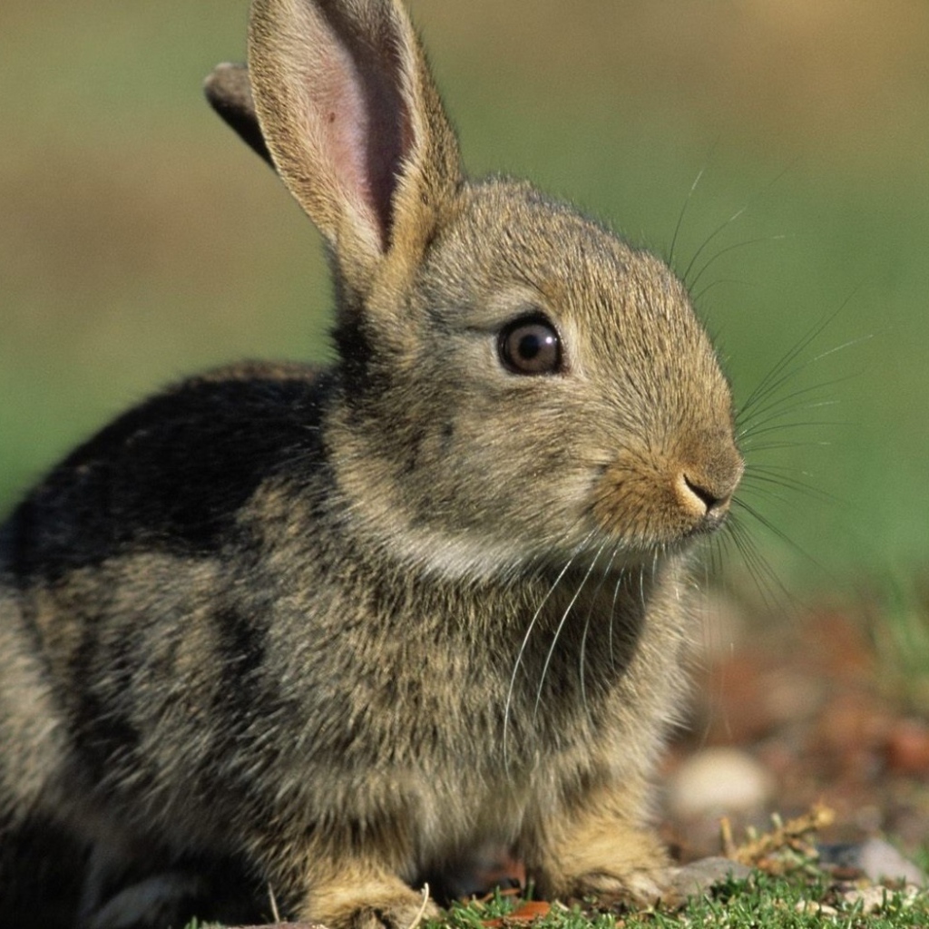 Заяц среди зелени