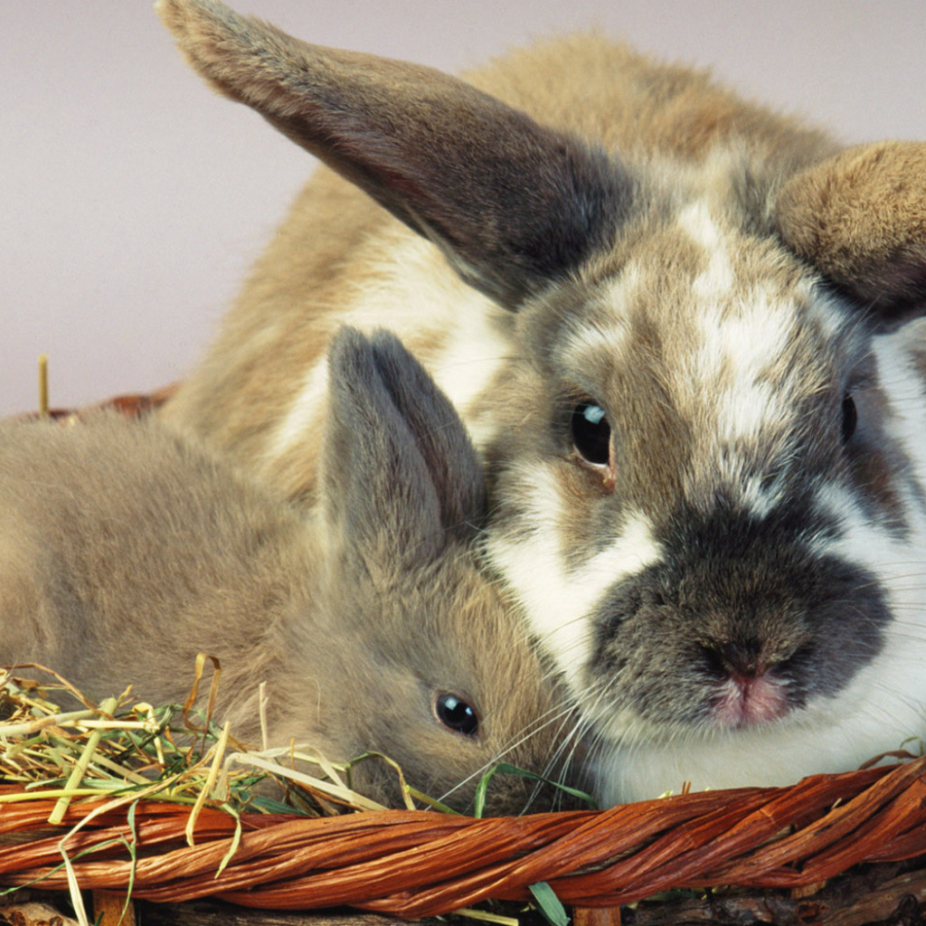 Зайцы в корзине