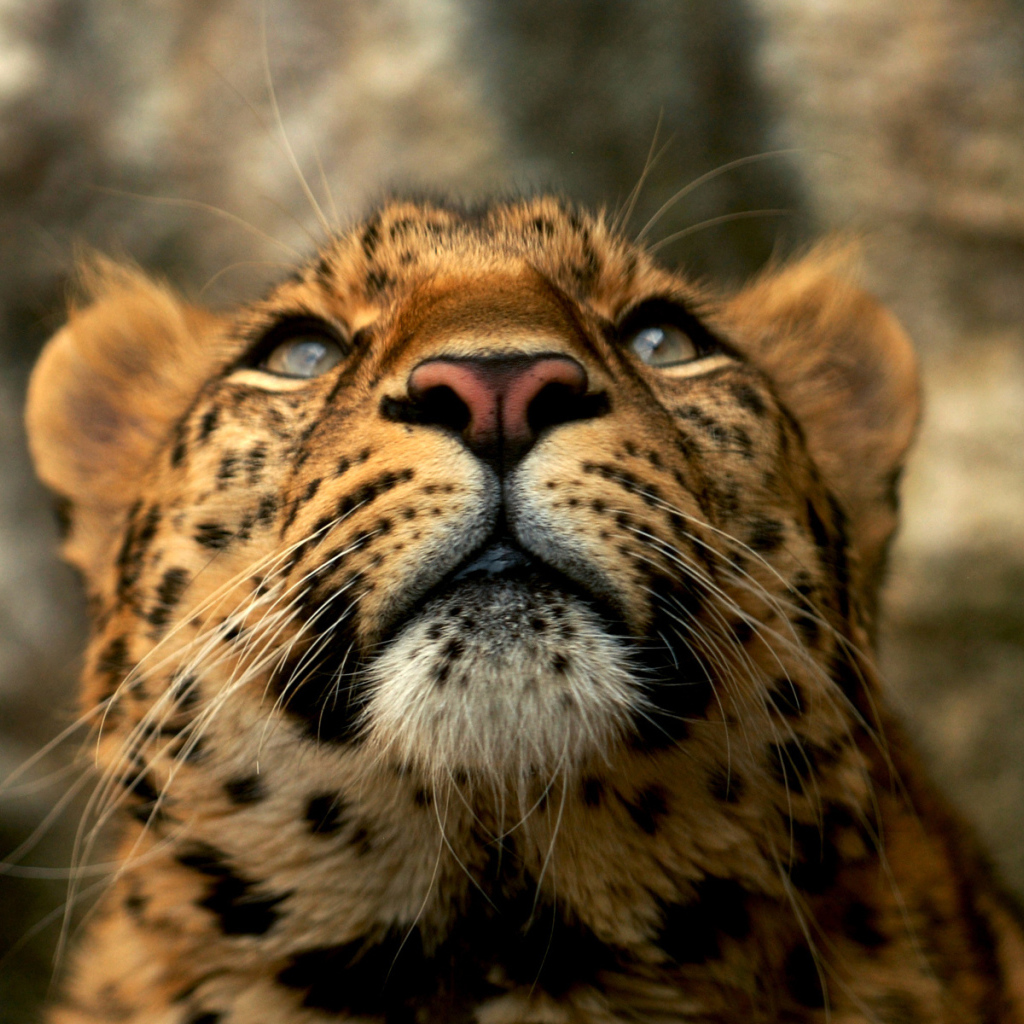 Голова леопарда