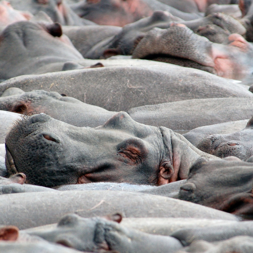 Бегемоты на купании