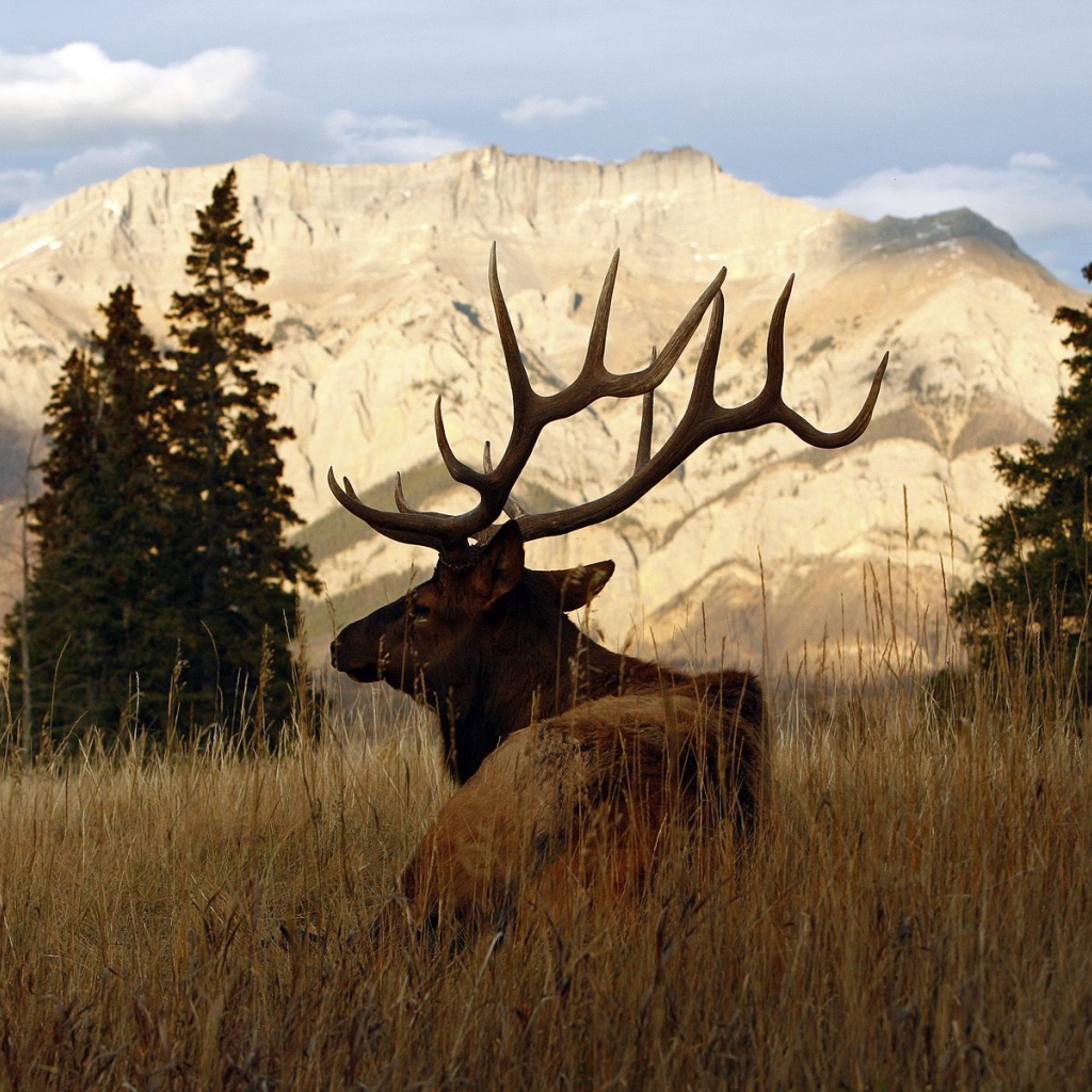 Рогатый олень