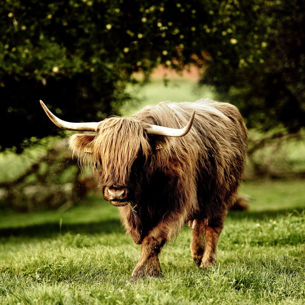 Рогатый зверь