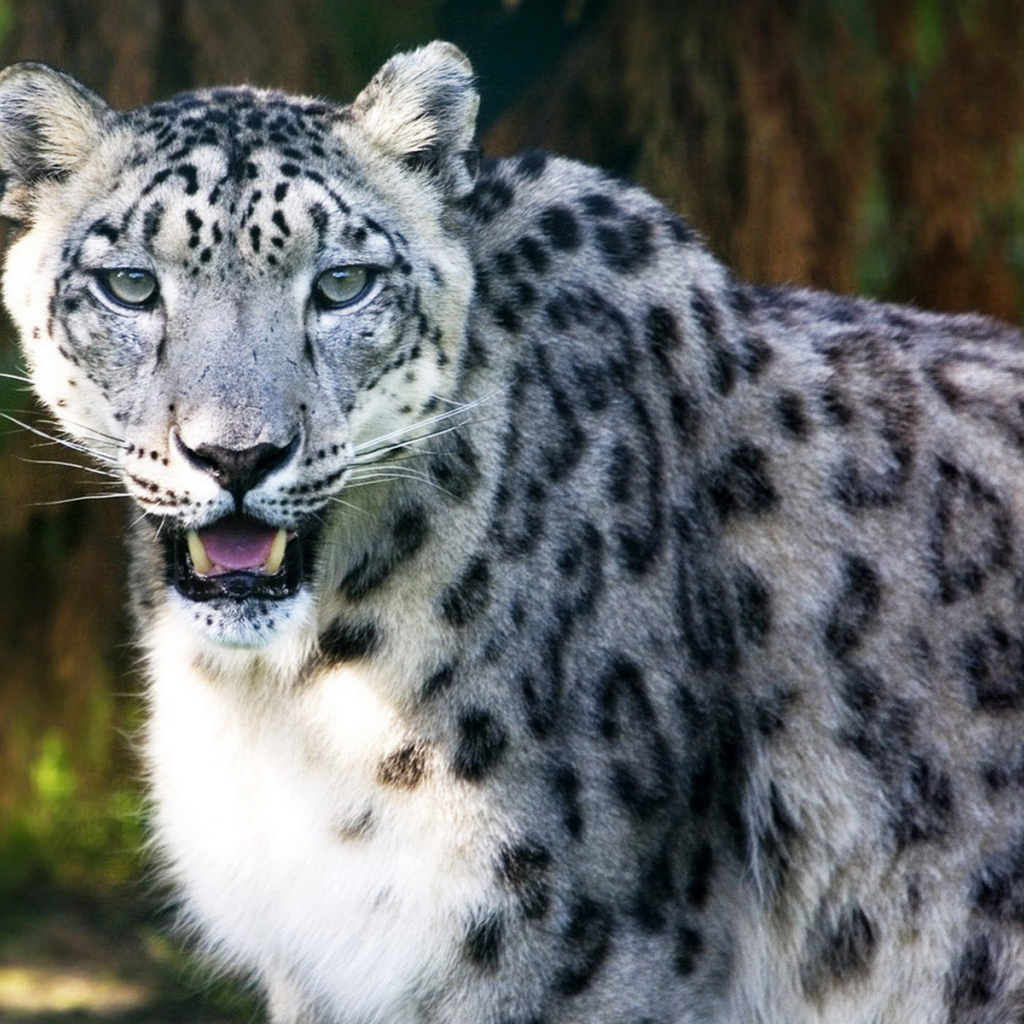 Ирбис в лесной чаще