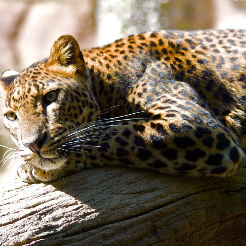 Леопард лежа на дереве