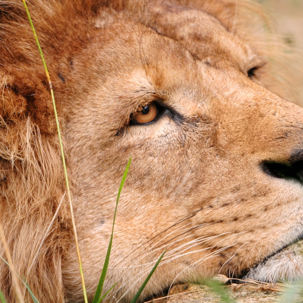 Львиная голова