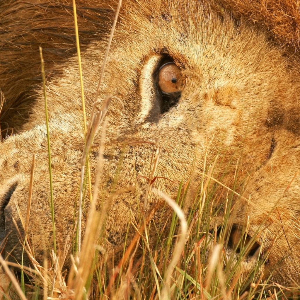 Лева в траве
