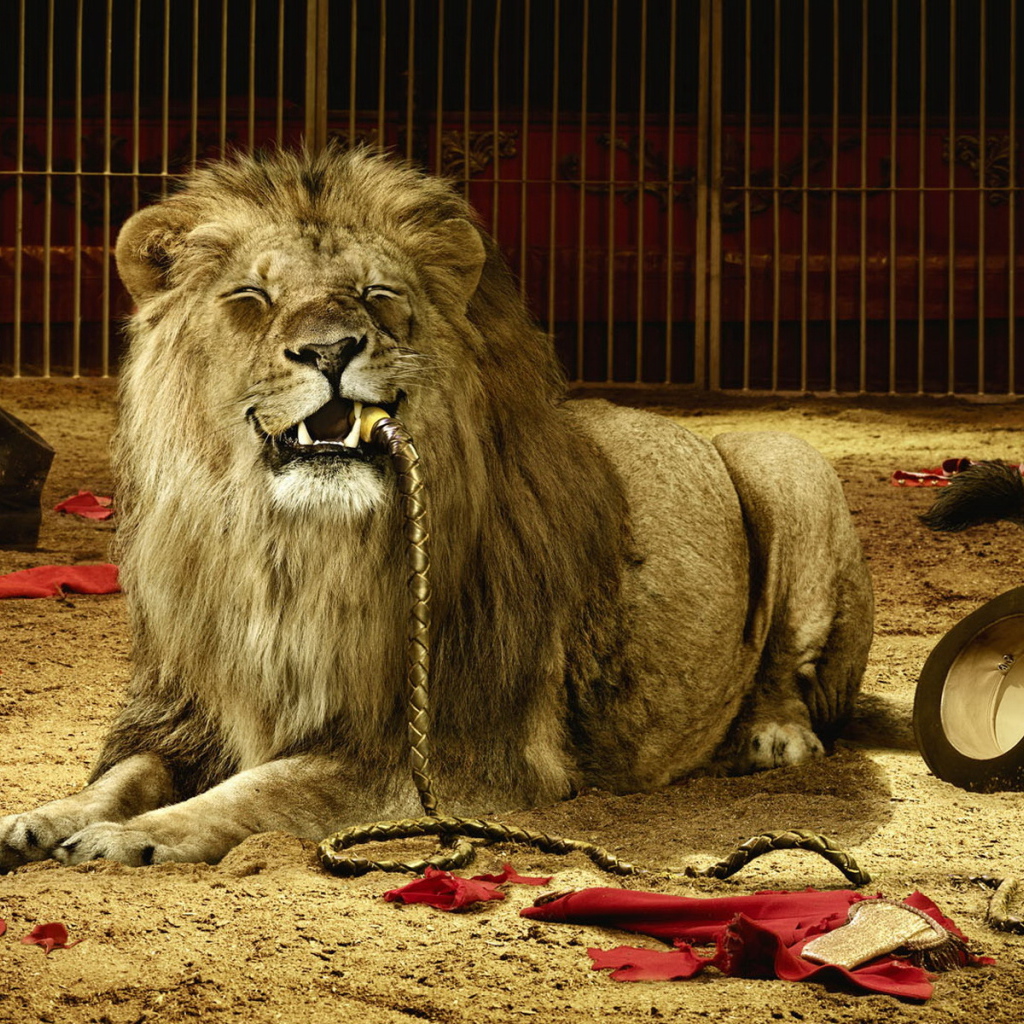 Лев в цирке