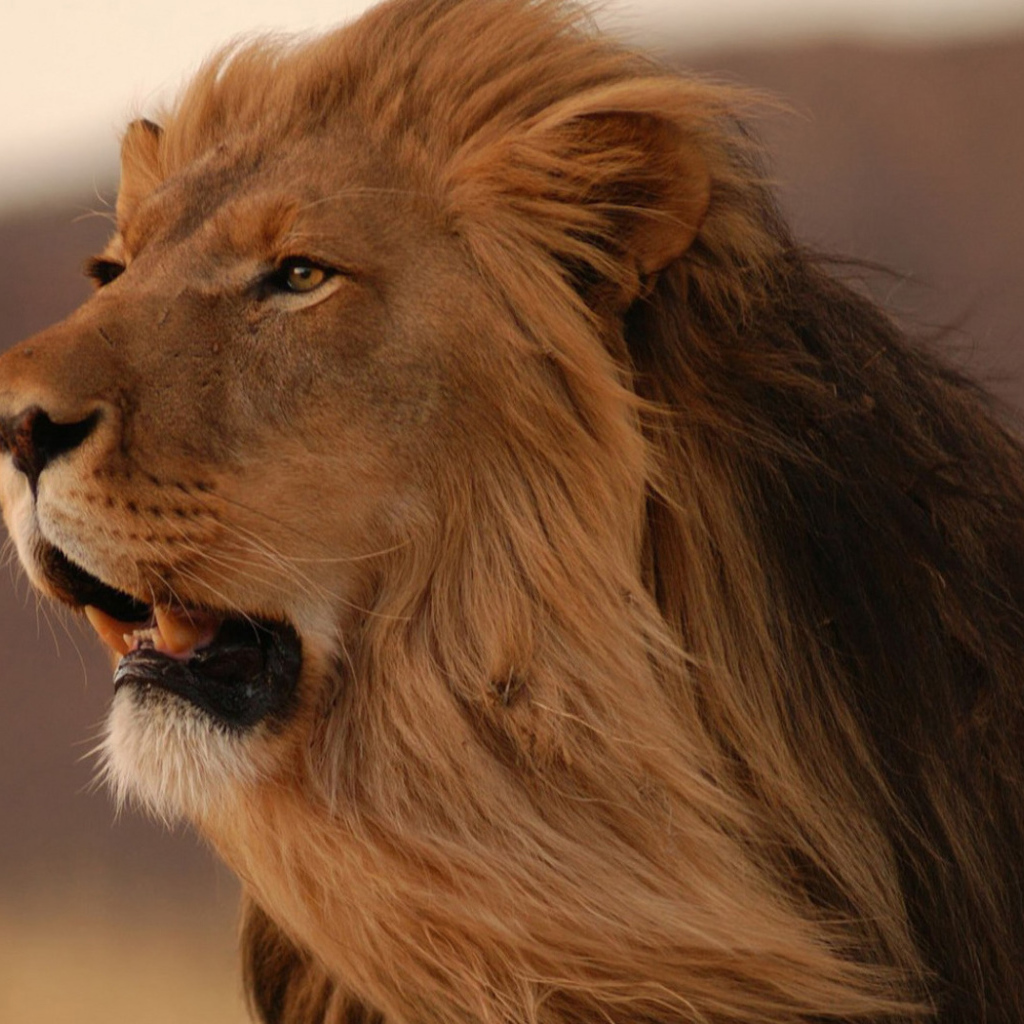 смотрящий в даль Лев