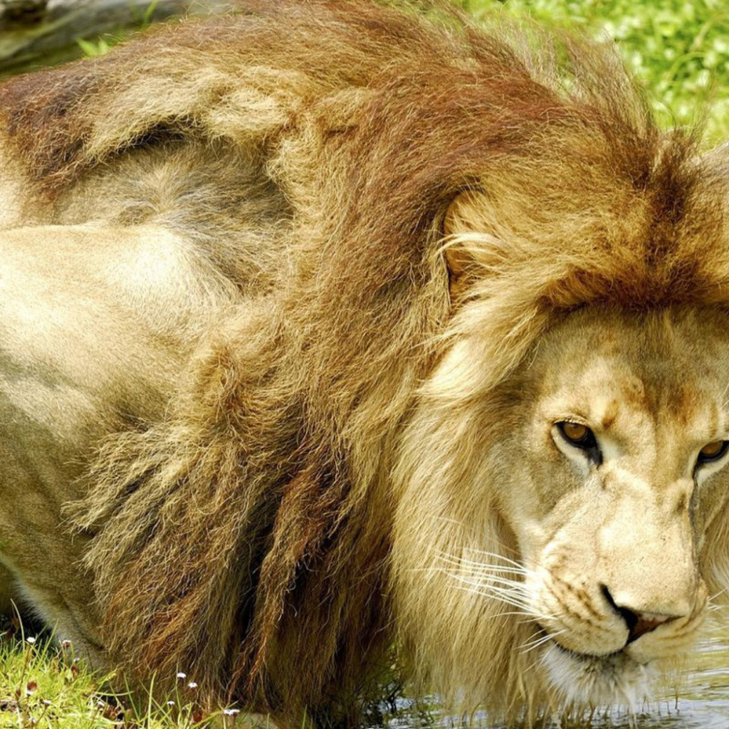 Лев на водопое