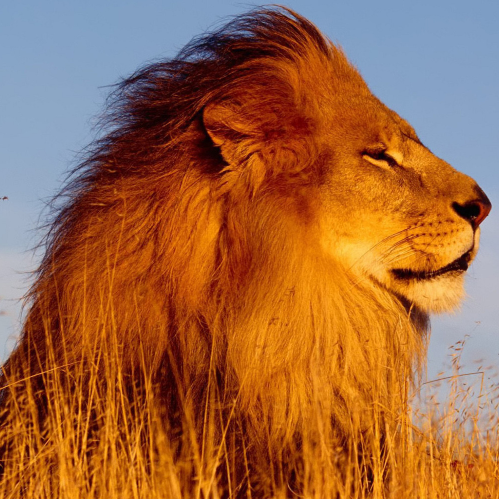 Лев на охоте