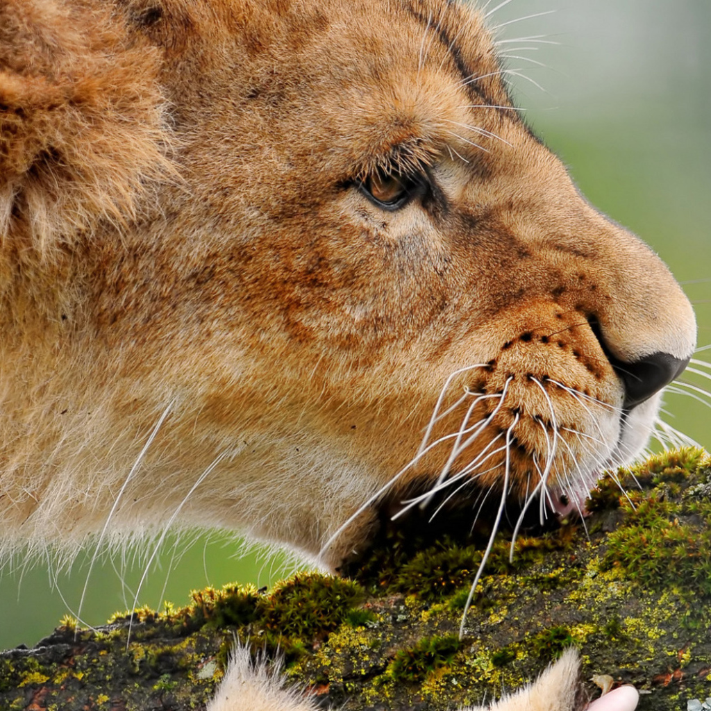 Львица грызущая ветку