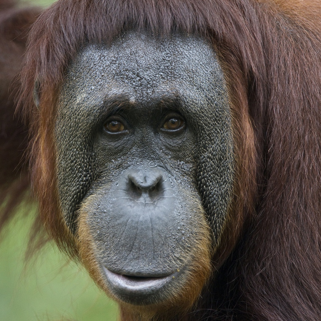 Обезьяна в неволе