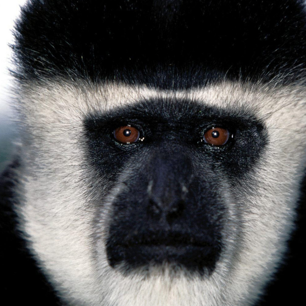 Обезьянья мордашка