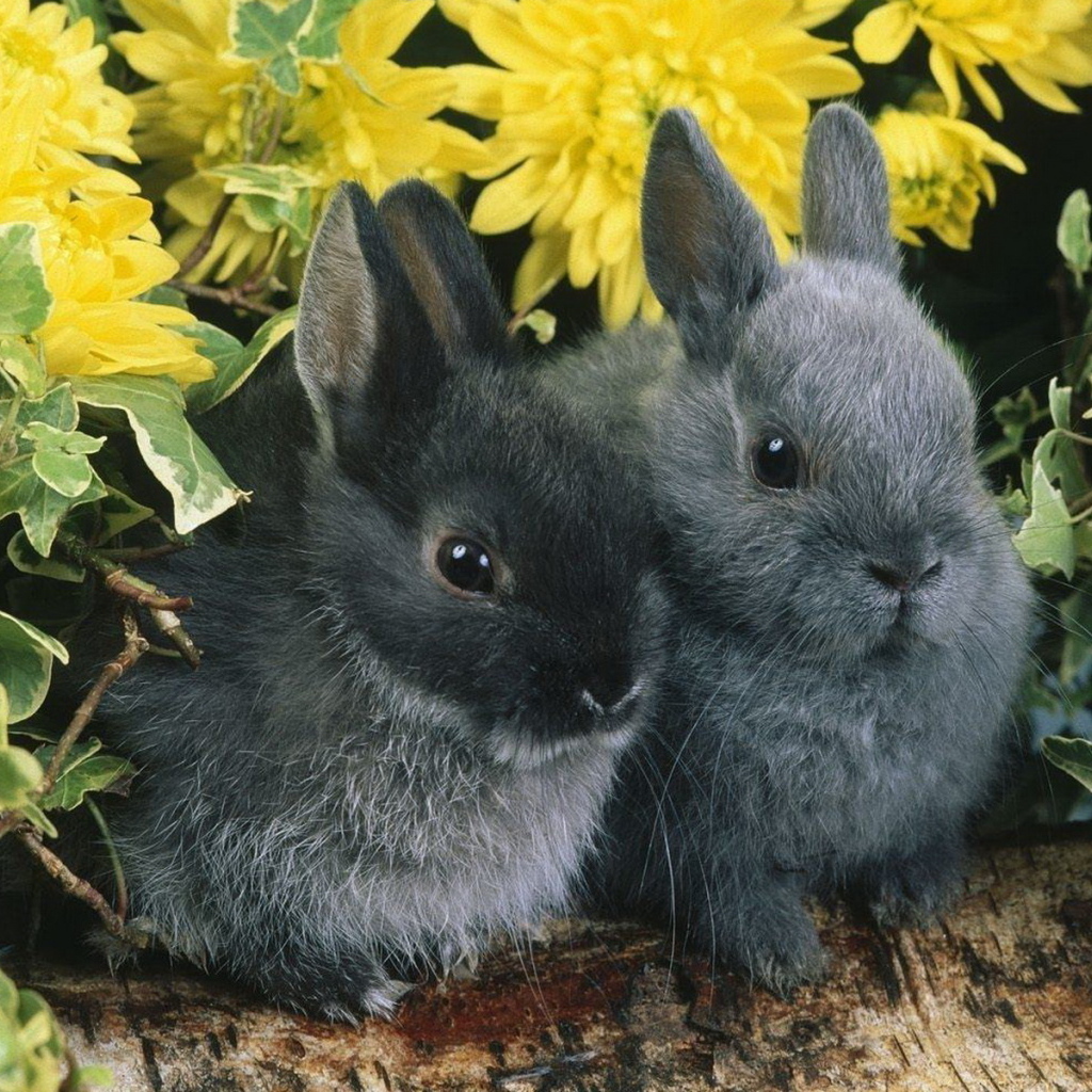 Парочка кроликов