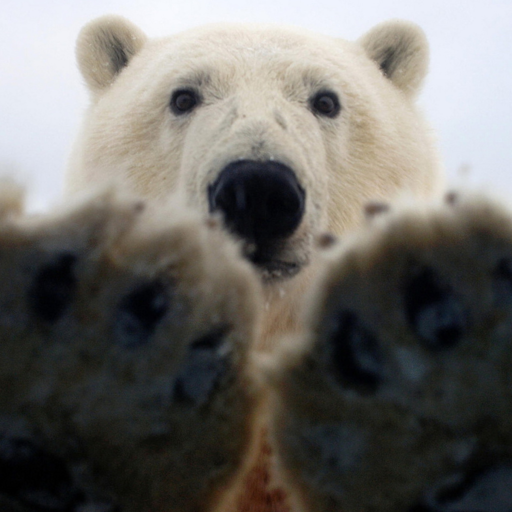 Лапы белого медведя