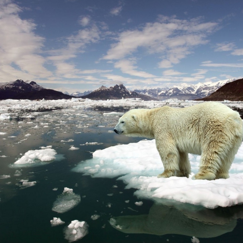 Белый медведь на льдине