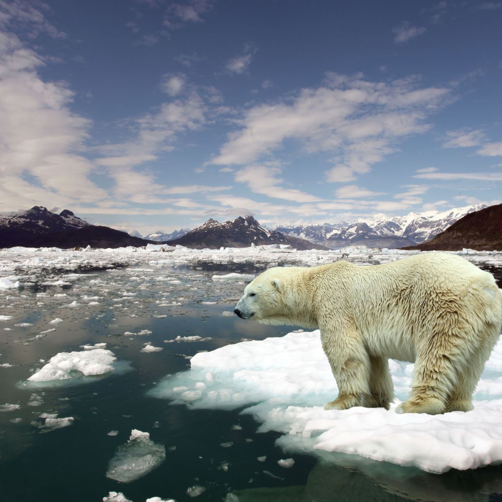 Белый медведь на льдине