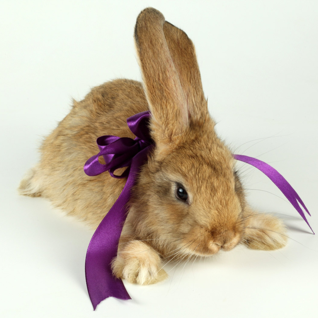 Кролик с бантиком