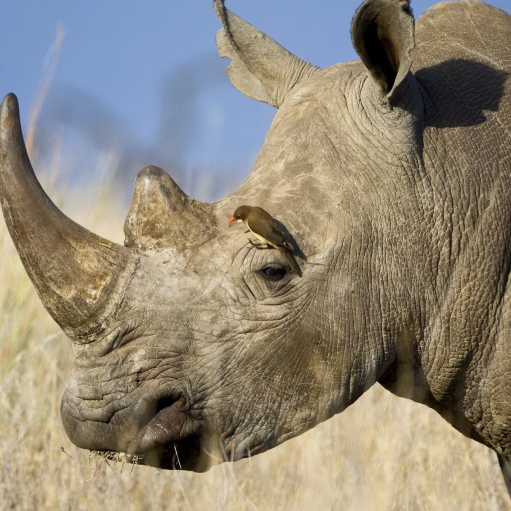 Носорог и птичка