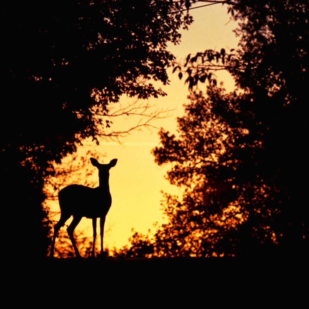 Косуля на закате