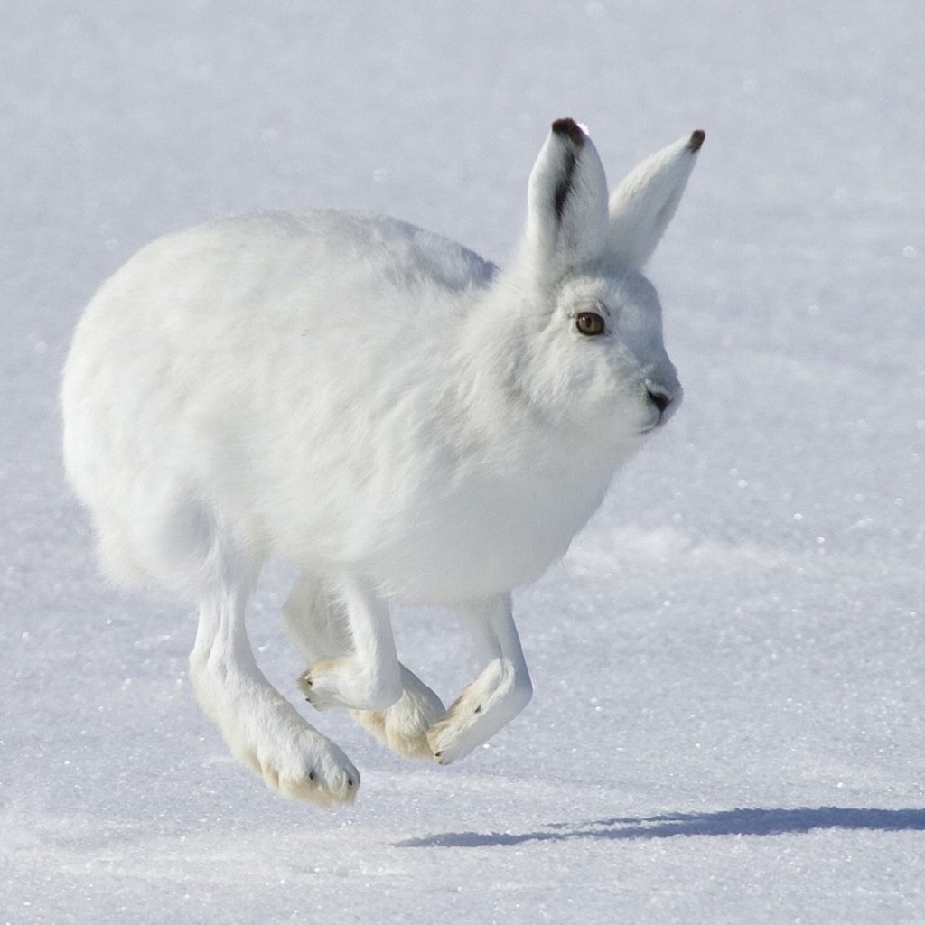 Бегущий Белый заяц