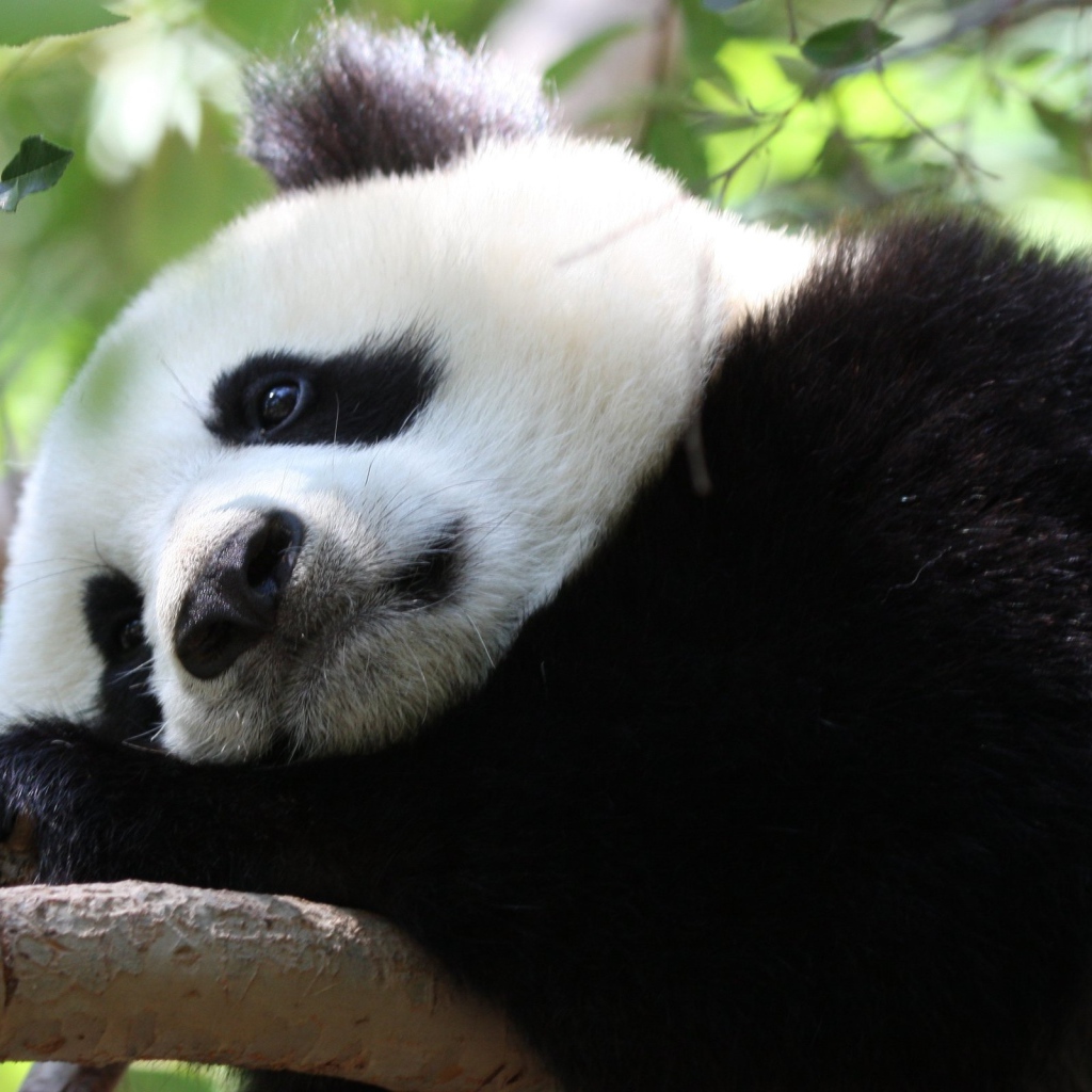 Грустная панда