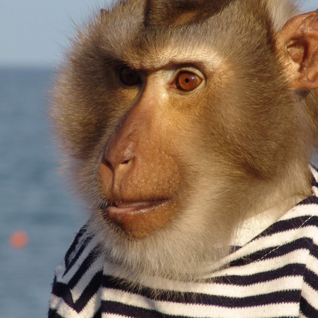 Моряк примат