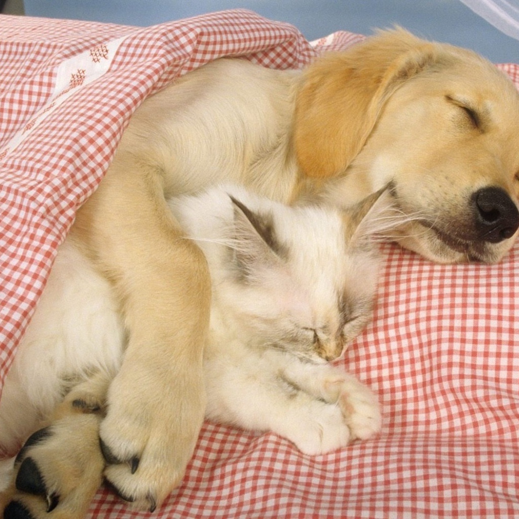 Спящие друзья