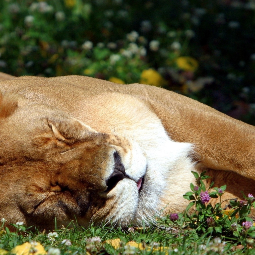 Спящая львица