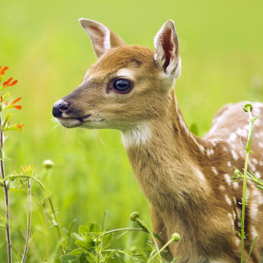 Oлененок среди травы