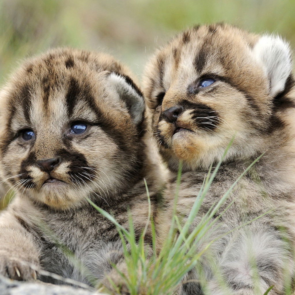 Маленькие хищники