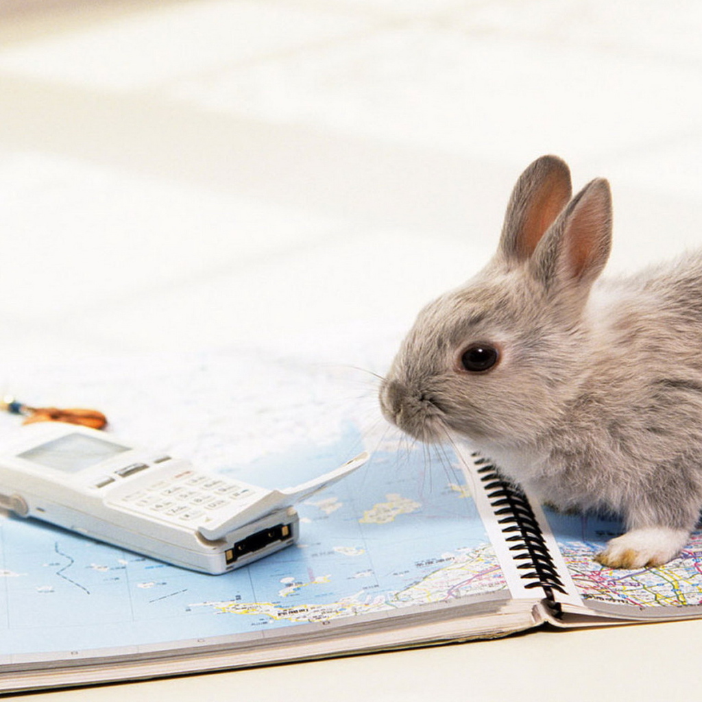 Крольчонок