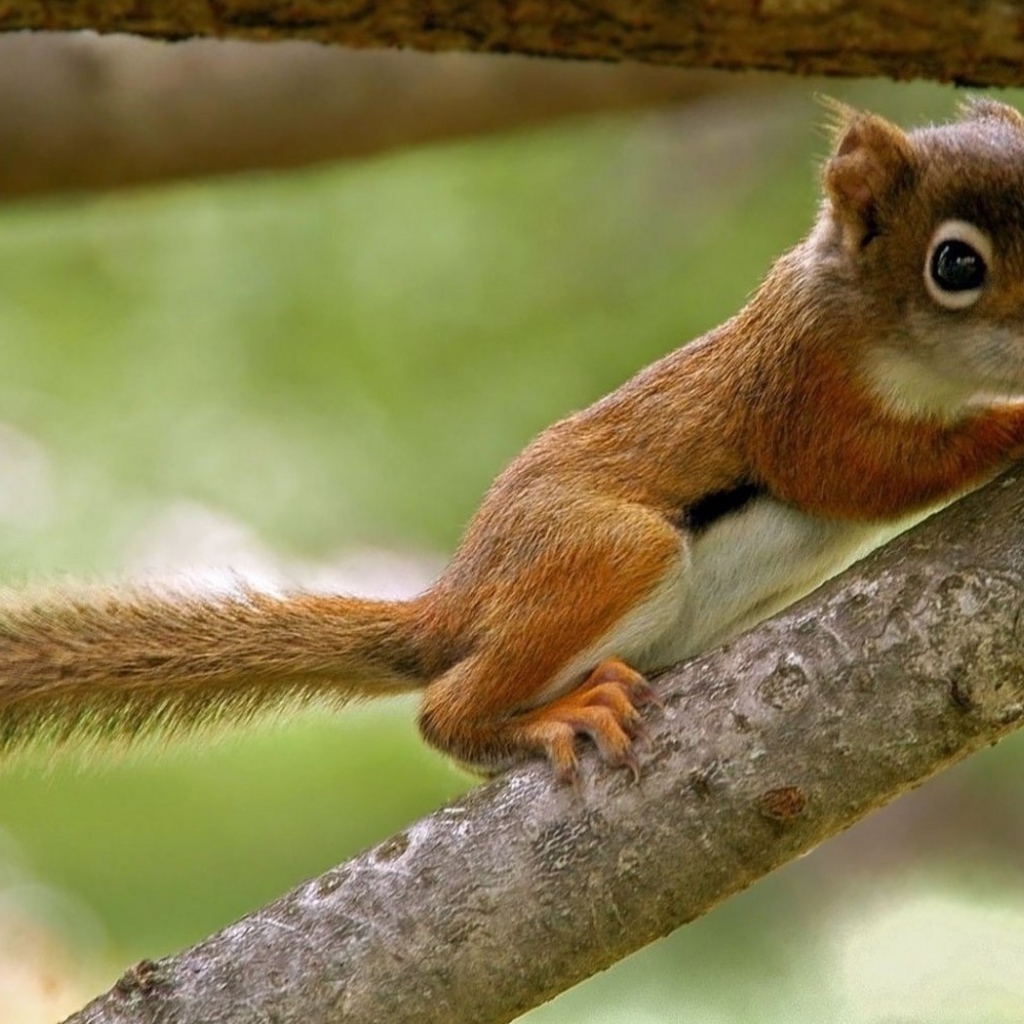 Бельчонок на ветке