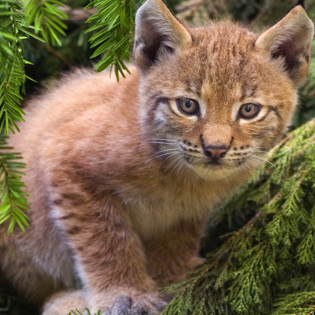 Рысенок на ветке