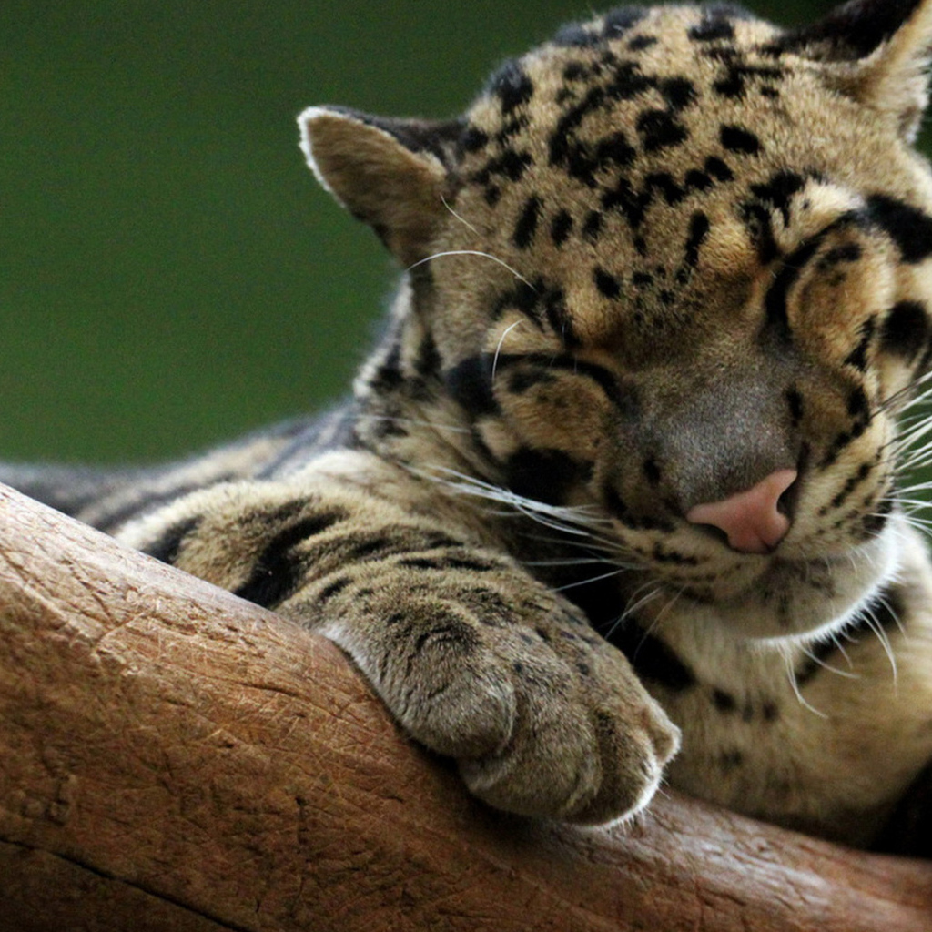 Дымчатый леопард на дереве