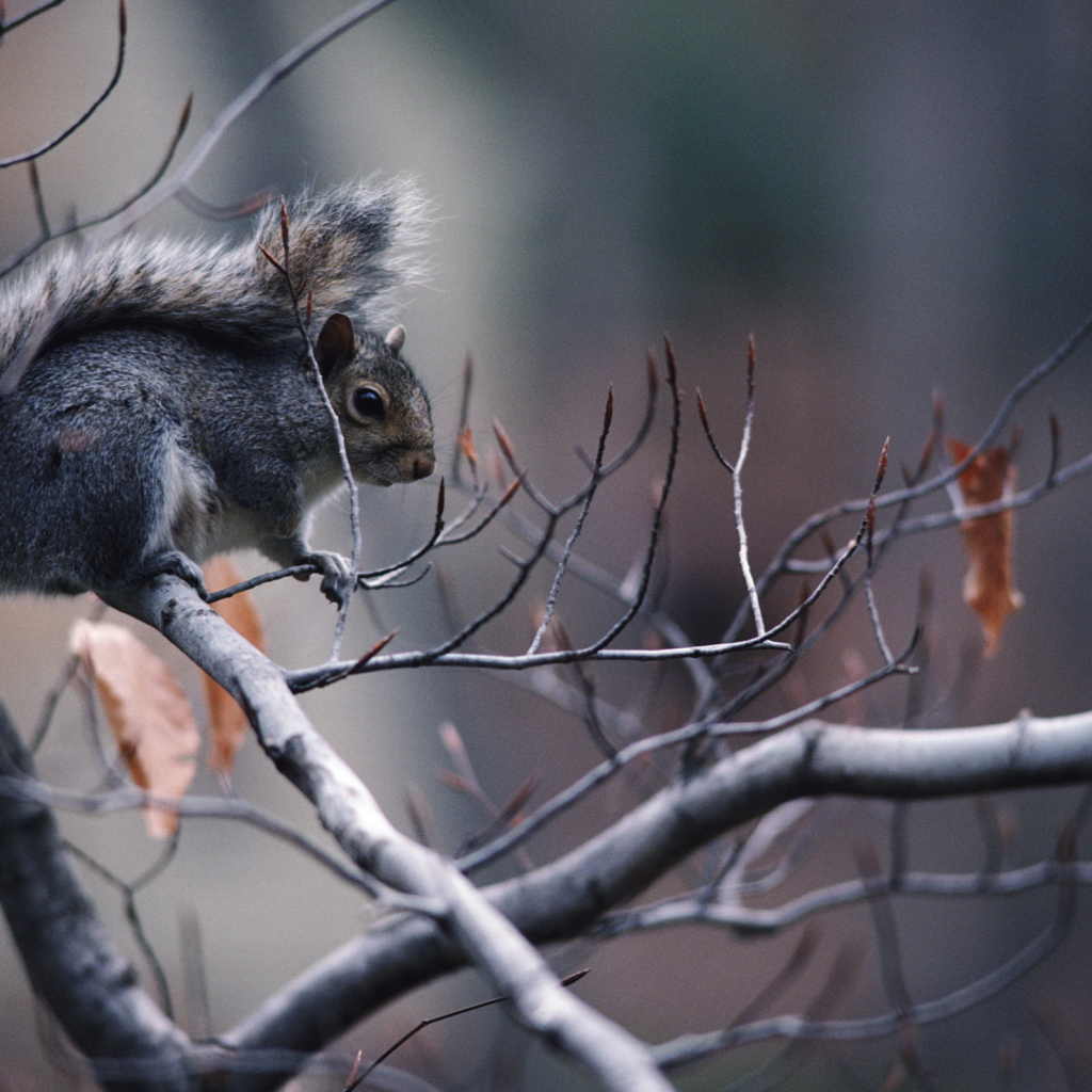 Белка на ветке