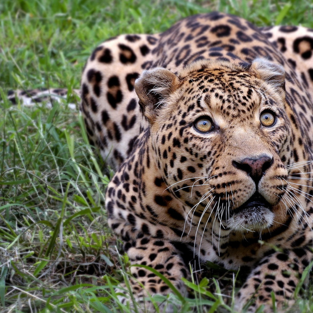 Притаившийся леопард