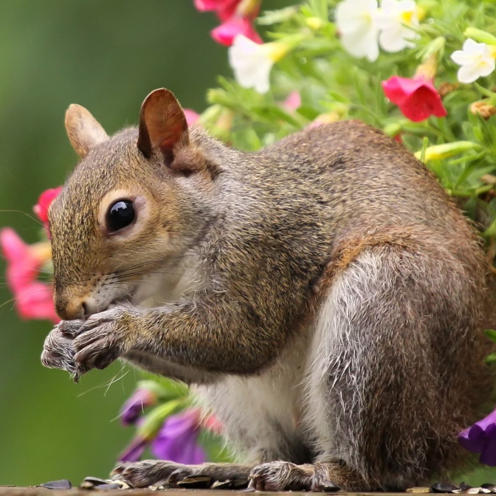 Белка во время трапезы