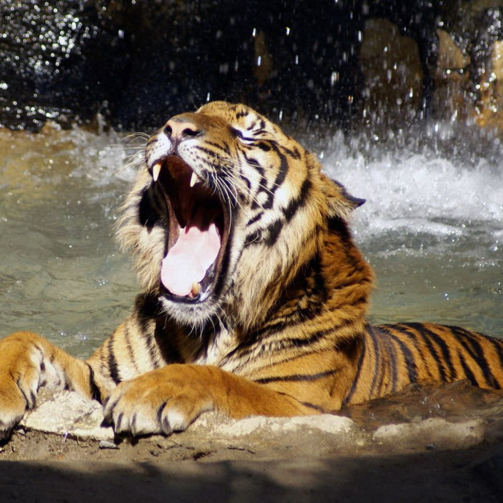 Тигр в воде