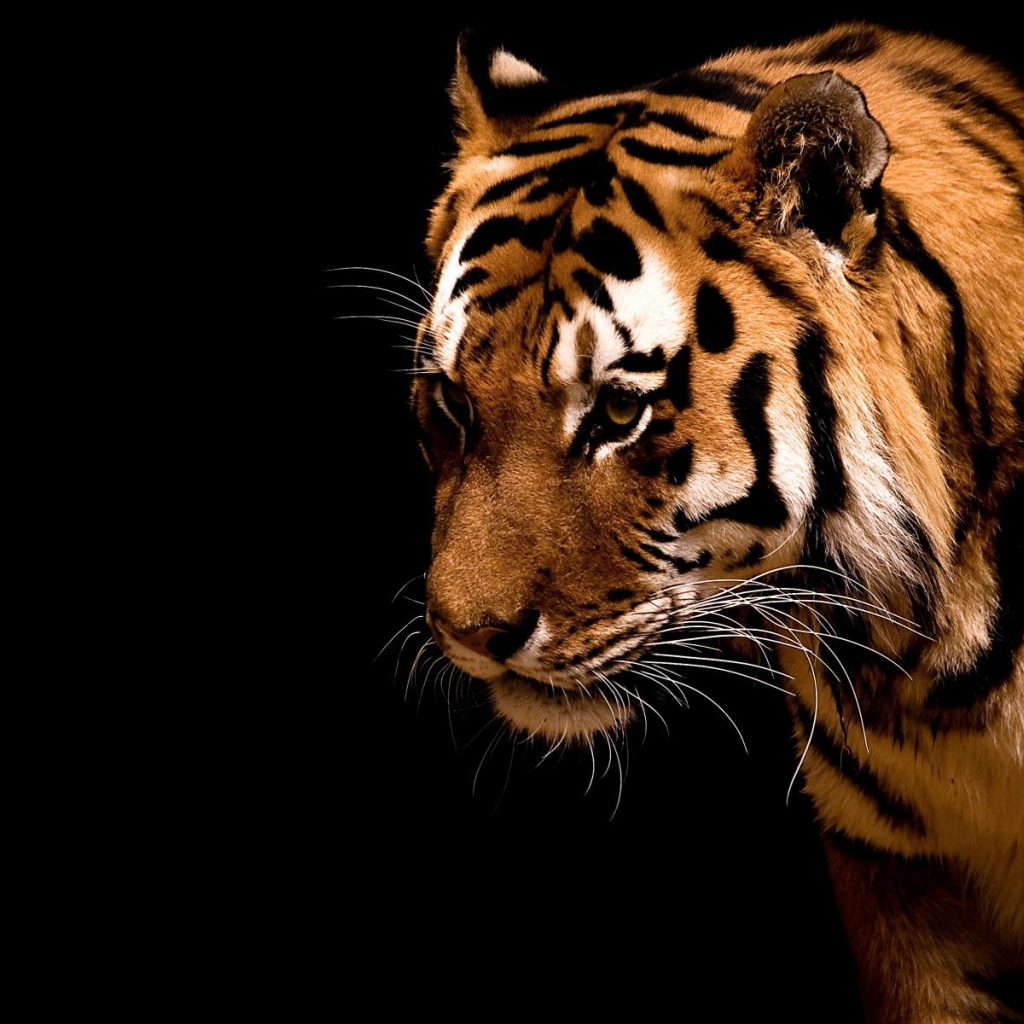 Тигр на черном фоне