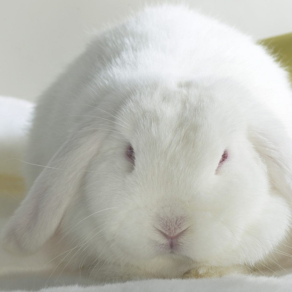 Белый кролик