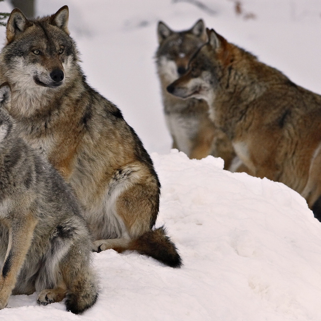 Волчье семейство
