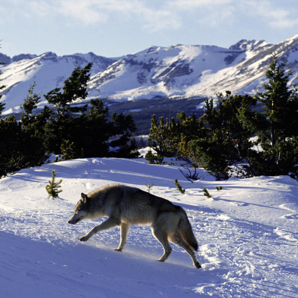 Волк идет по следу