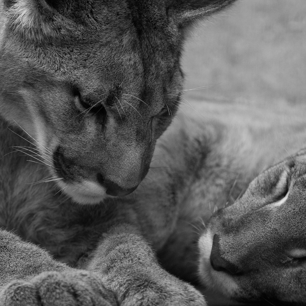 Молодые львы