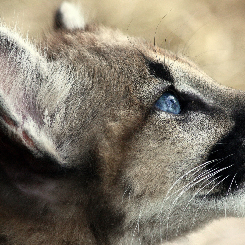Кошачьи голубые глаза