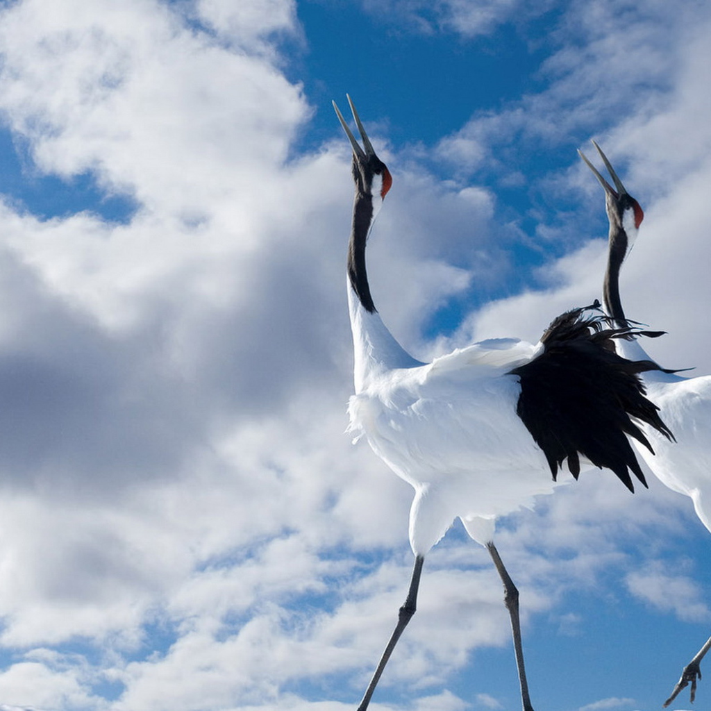 Птичья прогулка