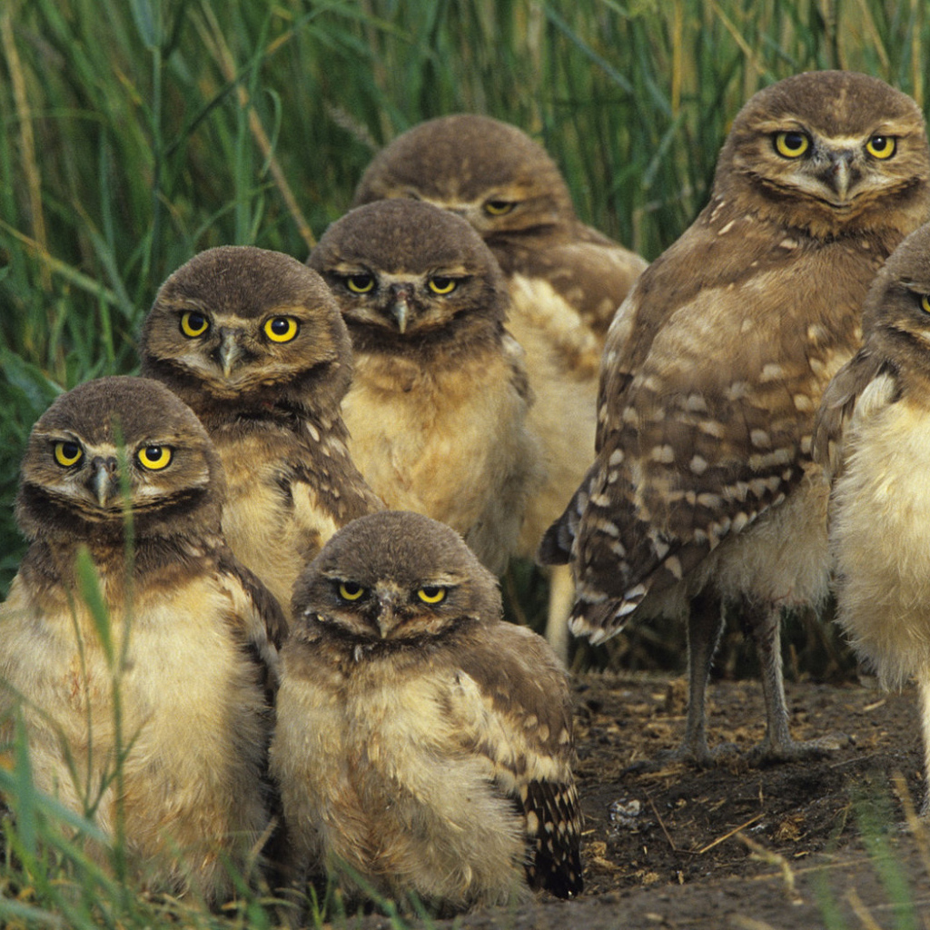 Птичье семейство