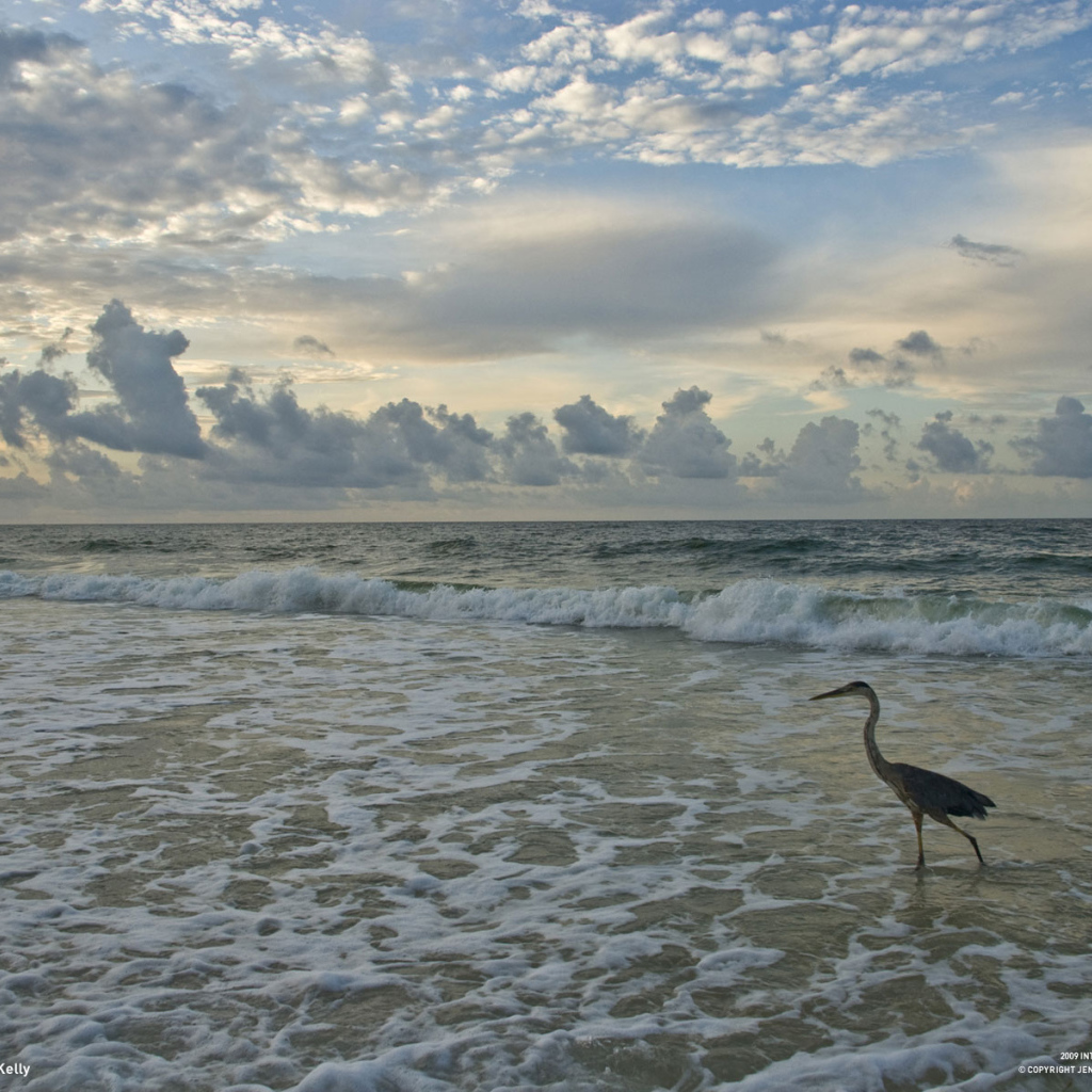 Птица на берегу